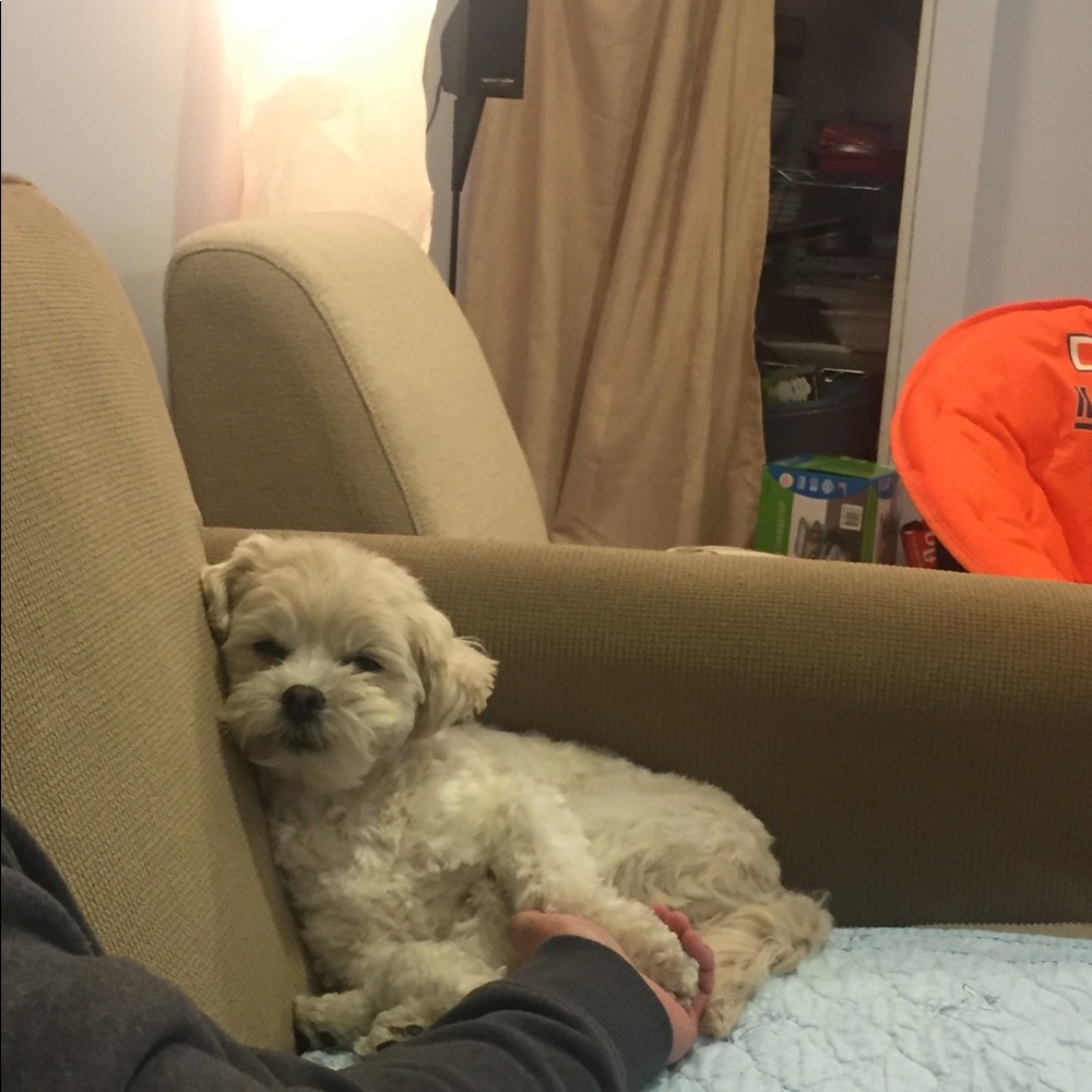 Meet your Posher, Shelline